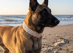 Halsband Coast 3,5 cm breit