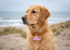 Personalisierte Acryl-Hundemarke - Name-Shape