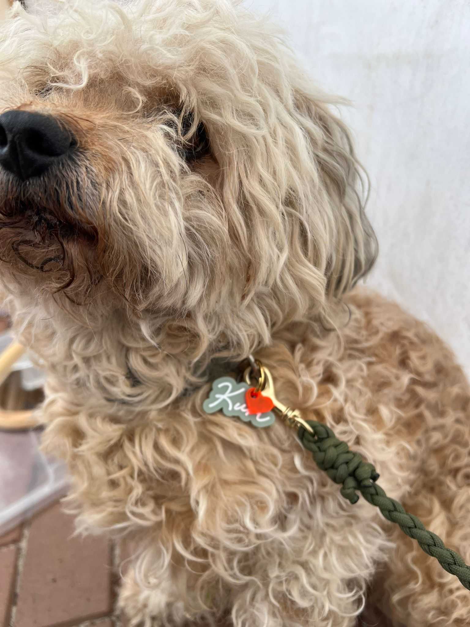 Personalisierte Acryl-Hundemarke - Name-Shape