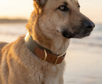 Halsband Koda