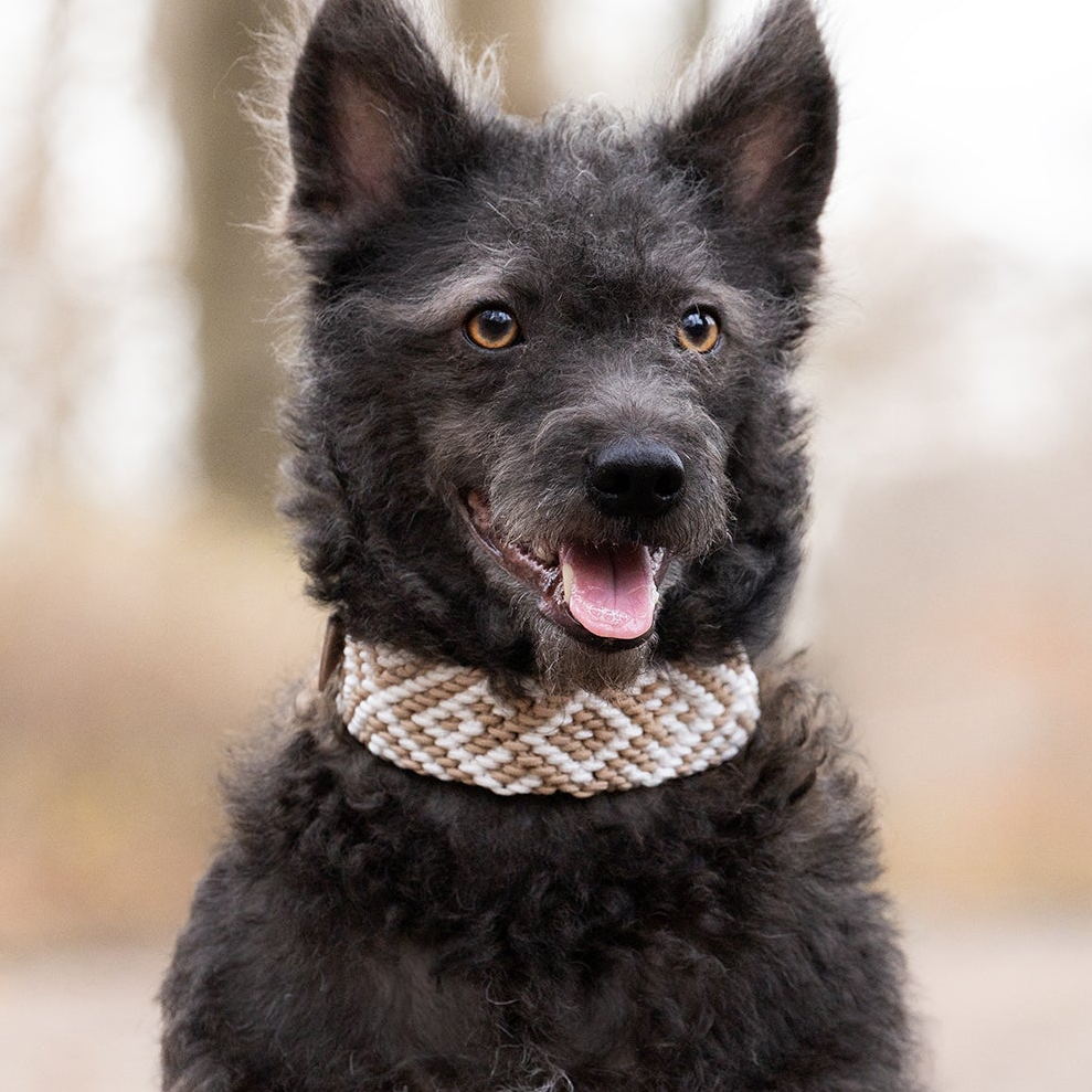 Halsband Cali 4 cm breit