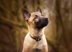 Personalisierte Hundemarke - Edelstahl Rund
