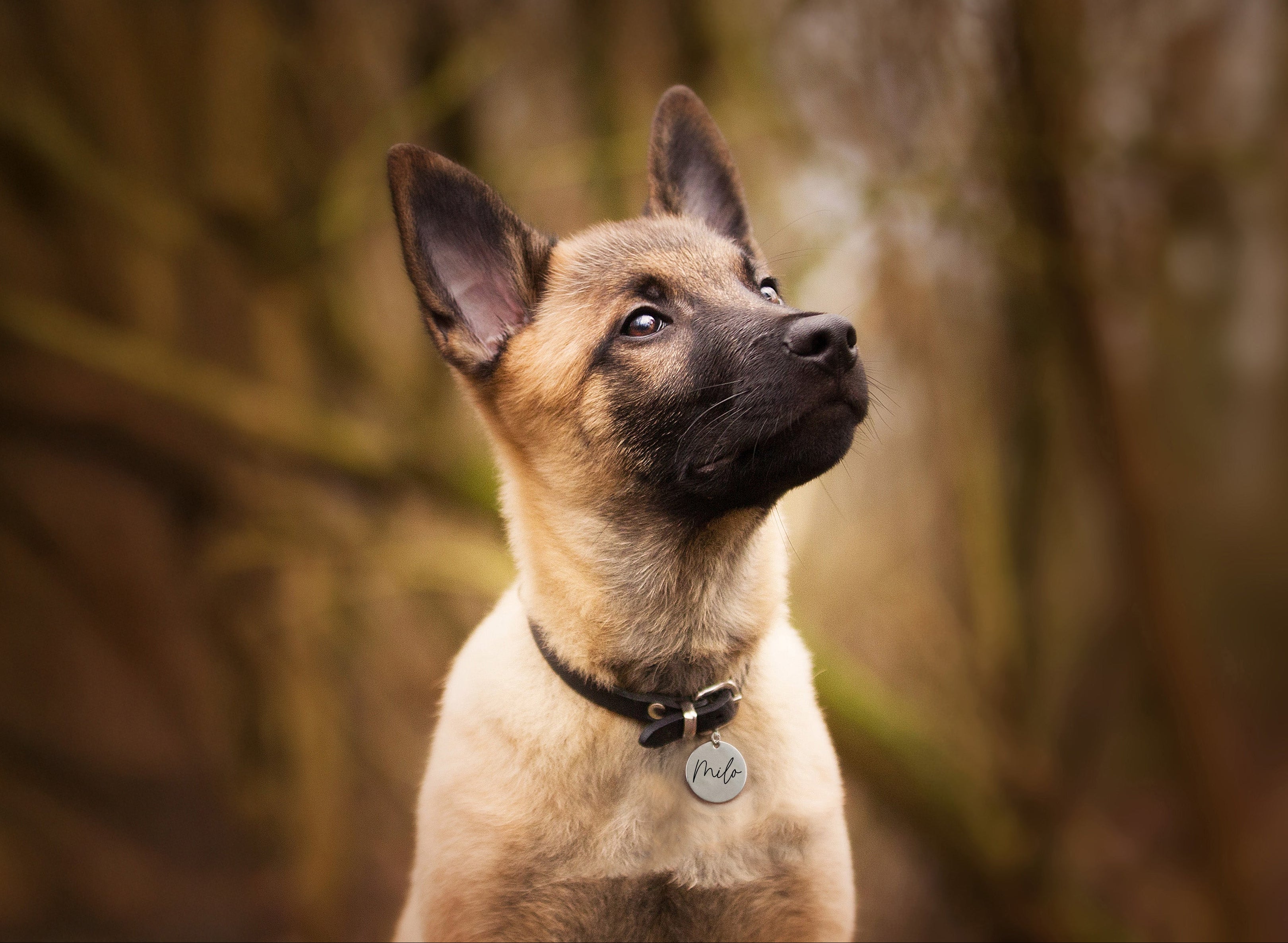 Personalisierte Hundemarke - Edelstahl Rund